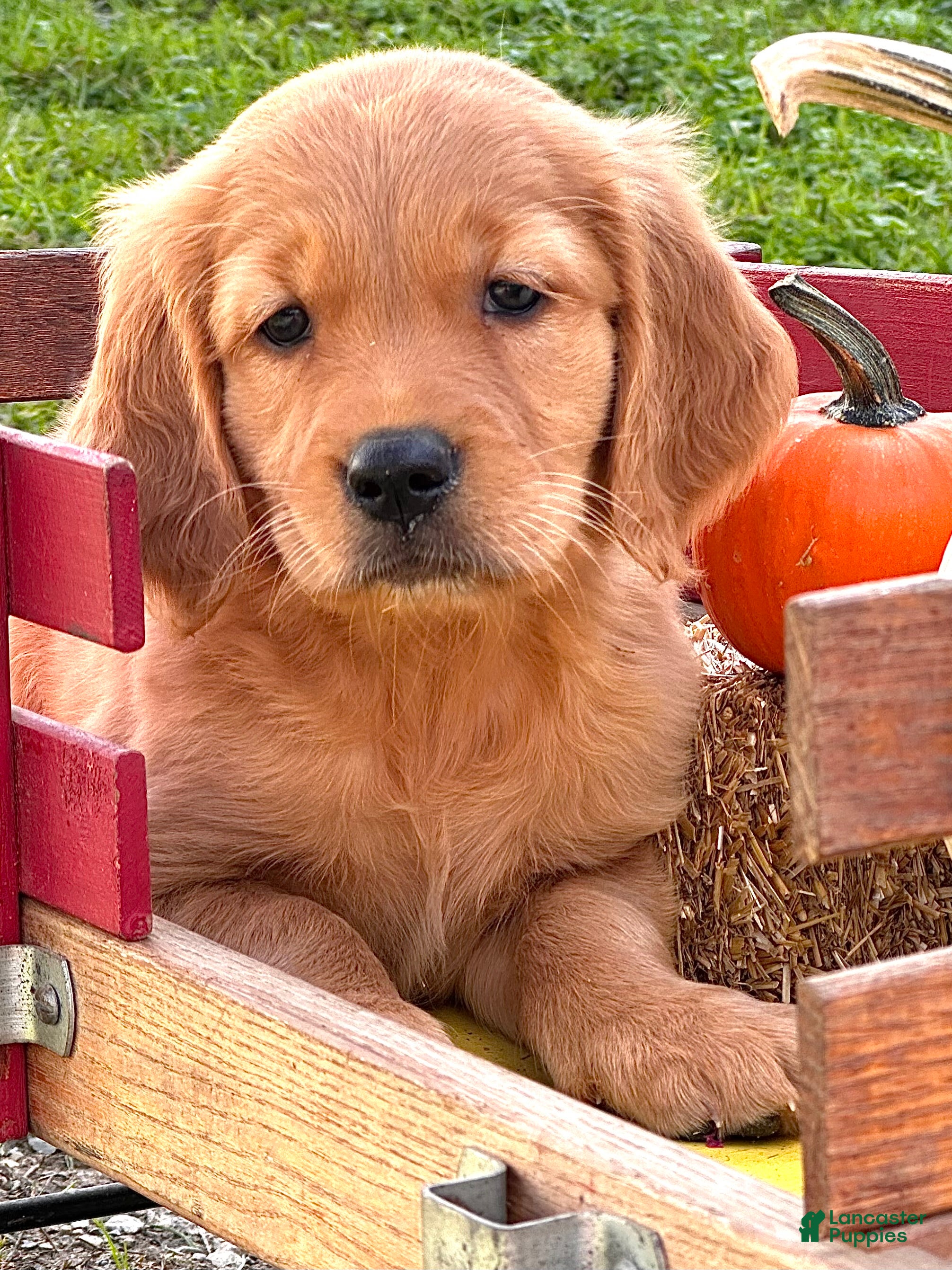 Golden Retriever dogs for sale: Goldenrod  - Ad 1