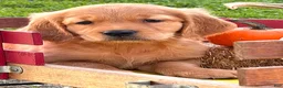 Golden Retriever dogs for sale: Goldenrod  - Ad 1
