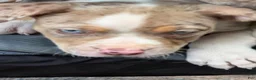American Bully dogs for sale: The Olsen twins / Mary Kate  - Ad 1
