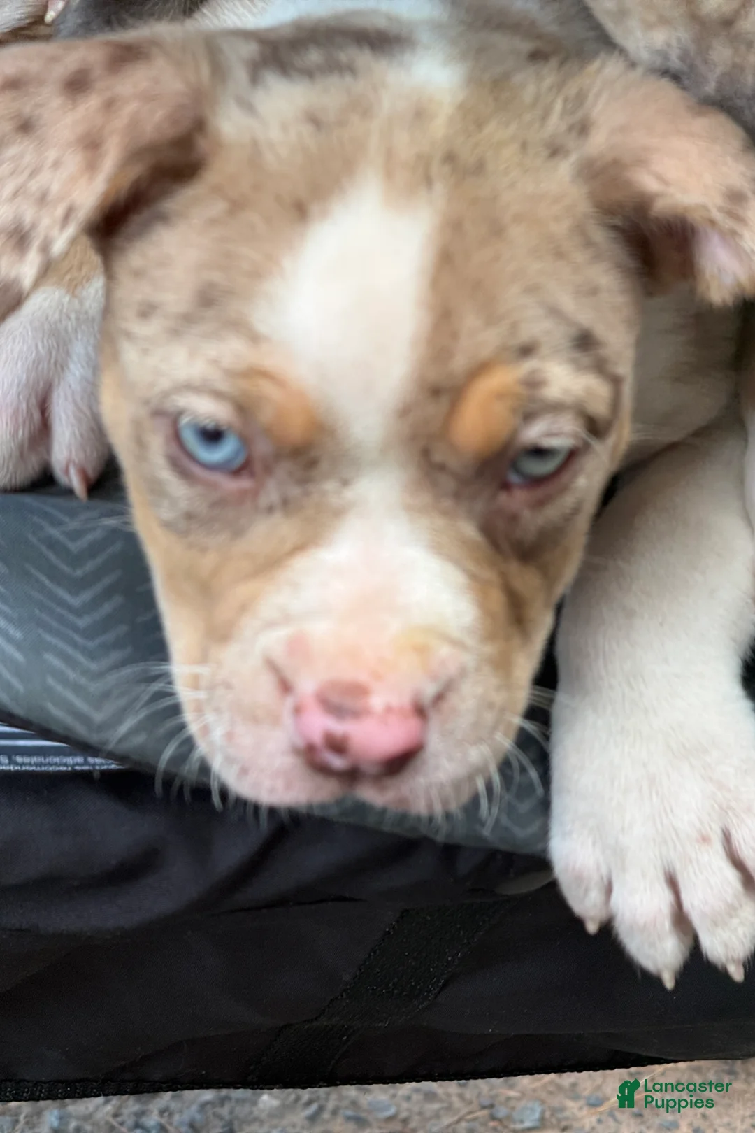 American Bully dogs for sale: The Olsen twins / Mary Kate  - Ad 1