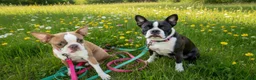 Boston Terrier dogs for sale: Joe  - Ad 2