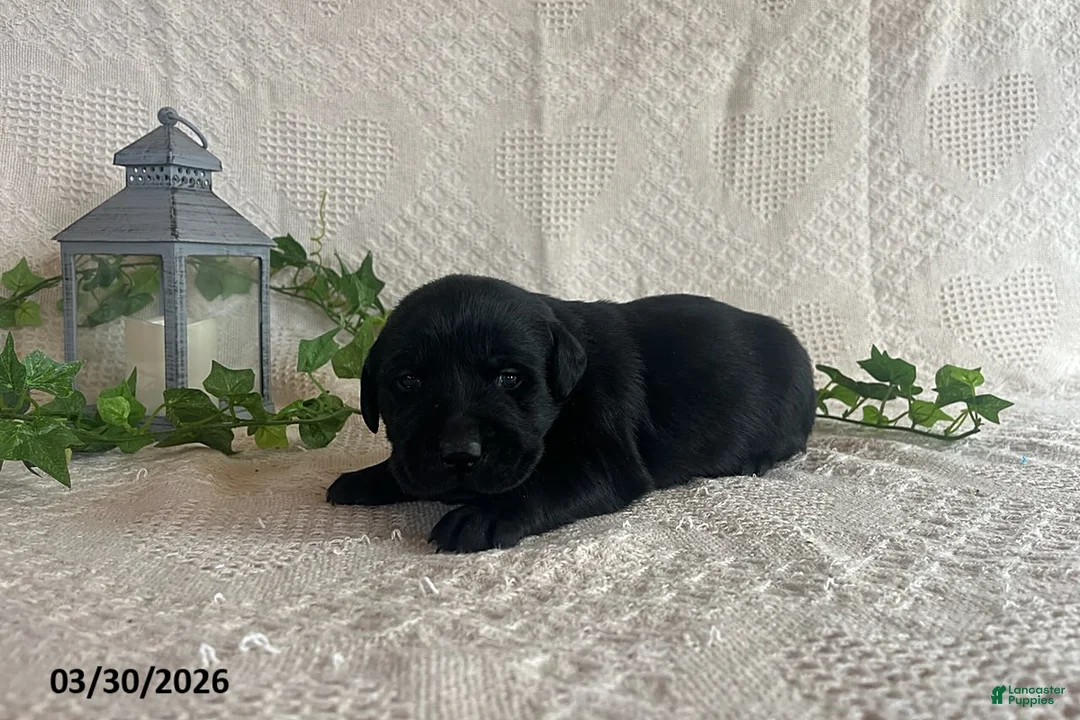 Labrador Retriever dogs for sale: Rolly - Ad 3