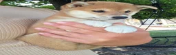 Shiba Inu dogs for sale: Freedom - Ad 10