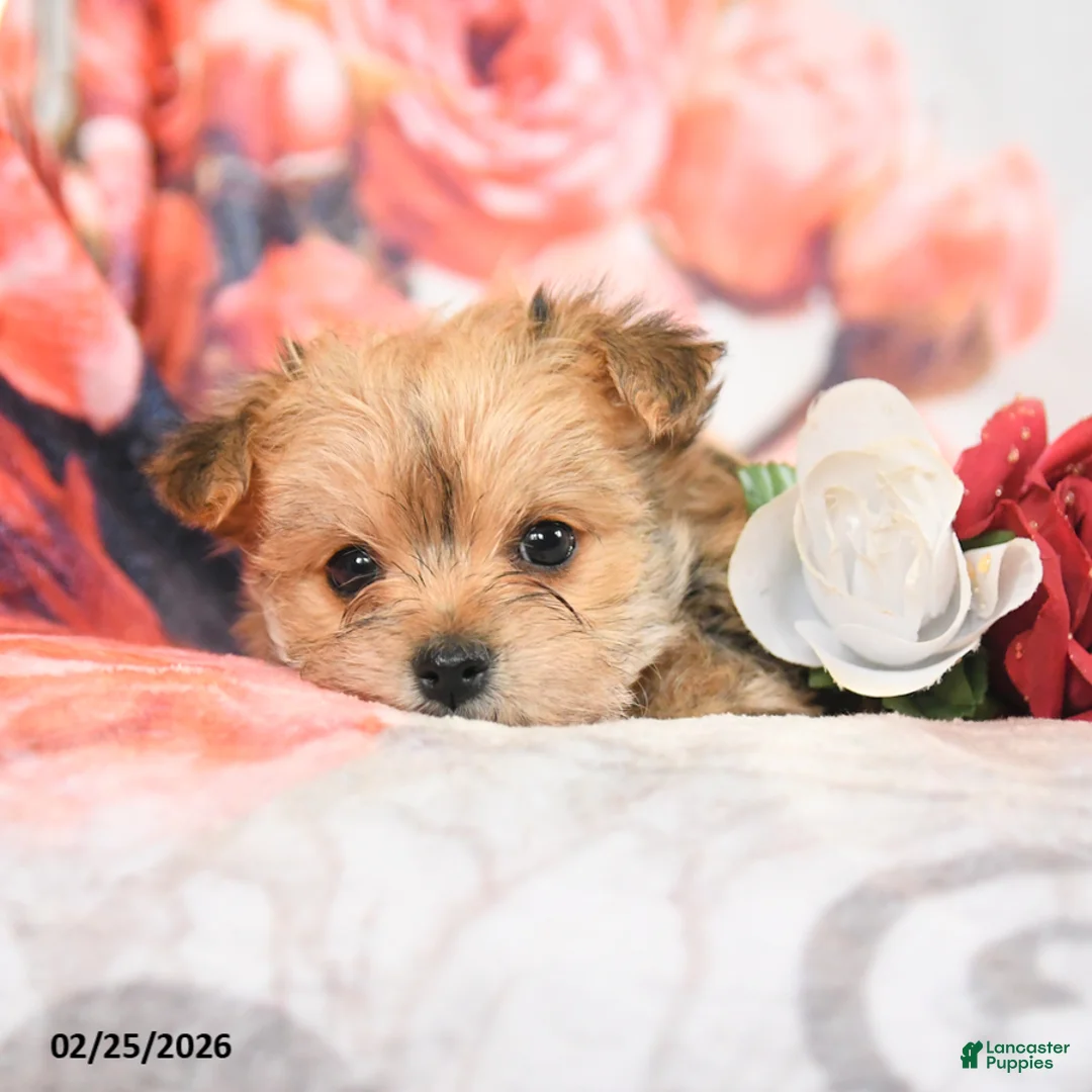 Morkie dogs for sale: Max - Ad 2