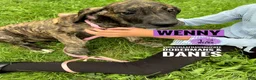 Great Dane dogs for sale: Wenny - Ad 6