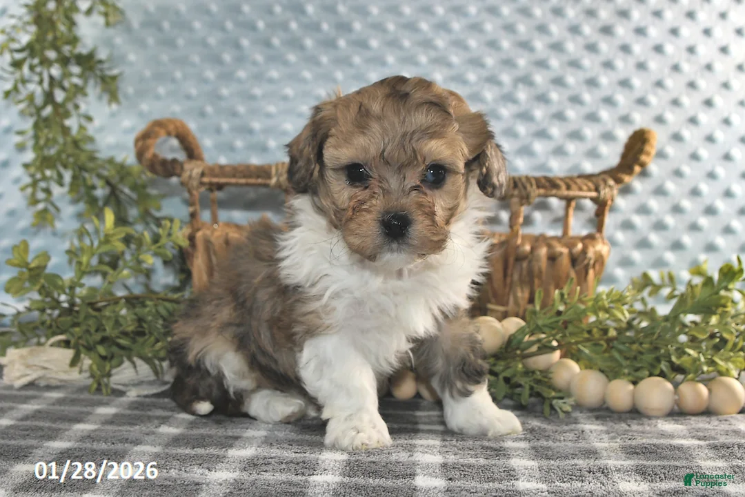 Havapoo dogs for sale: Everett - Ad 3