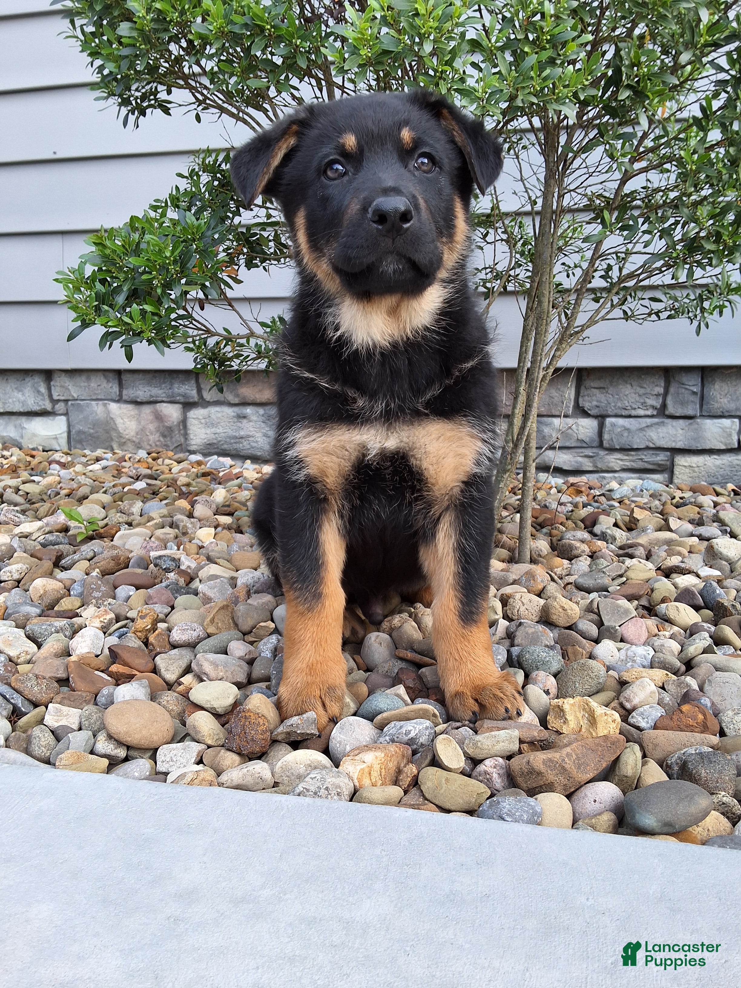 German Shepherd dogs Almanzo - Ad 1