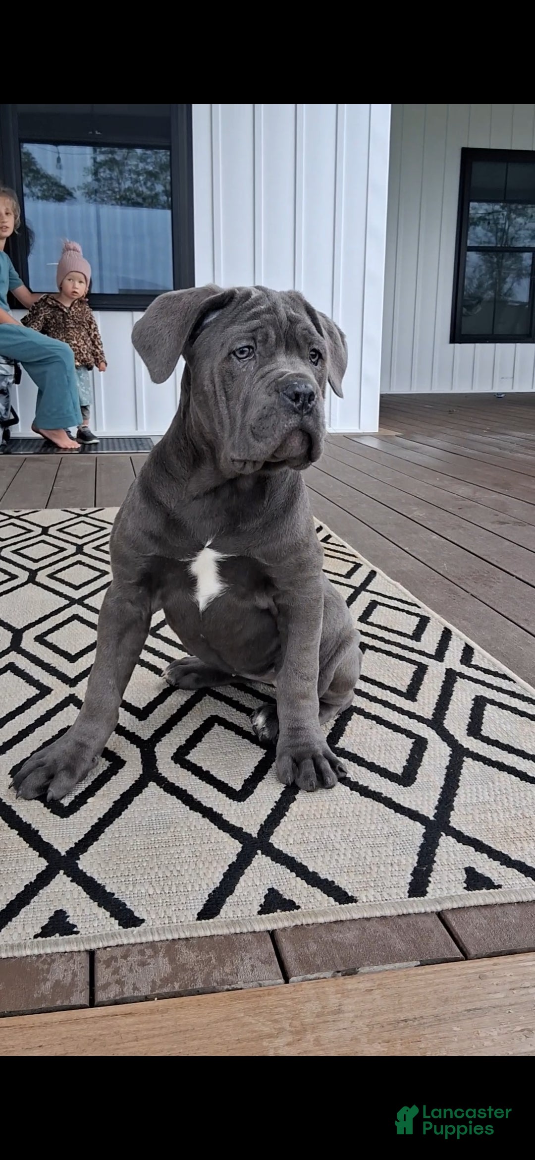 Cane Corso dogs Brianna - Ad 2