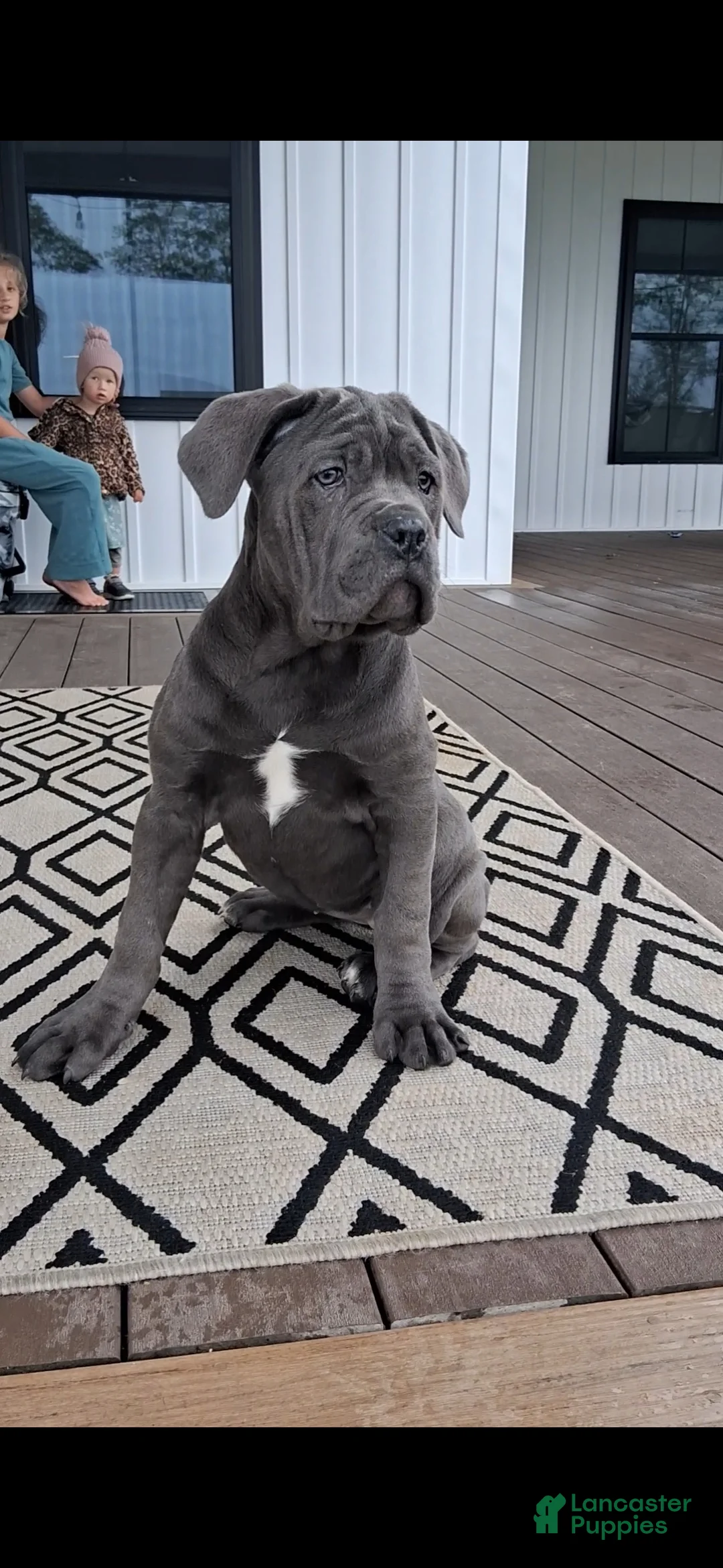 Cane Corso dogs for sale: Brianna - Ad 2