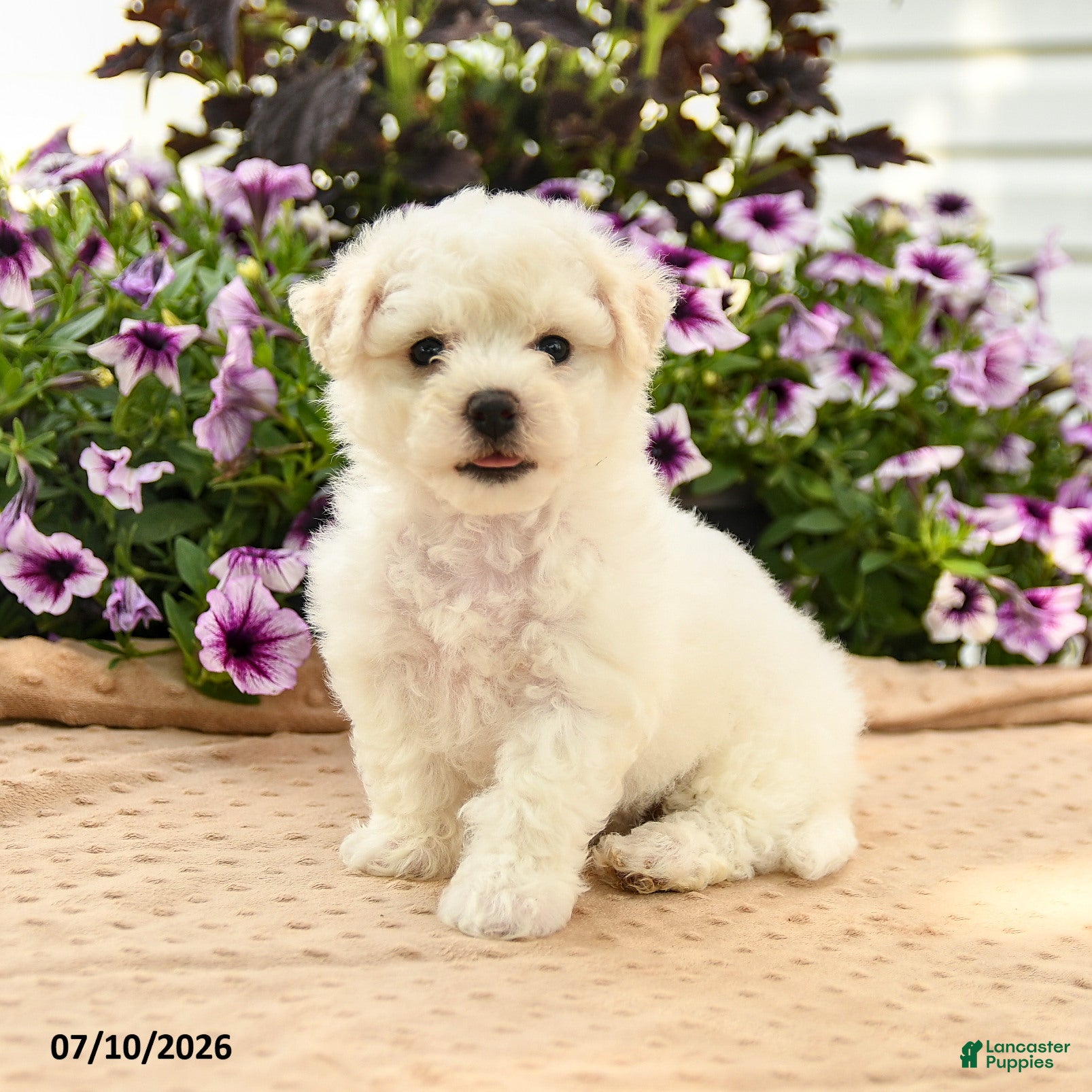 Bichon Frise dogs Belinda - Ad 1
