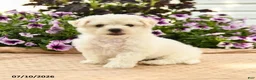 Bichon Frise dogs for sale: Belinda - Ad 1