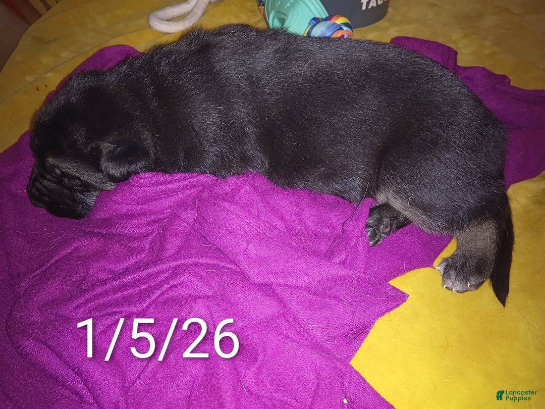 German Shepherd dogs for sale: Diamond - Ad 17