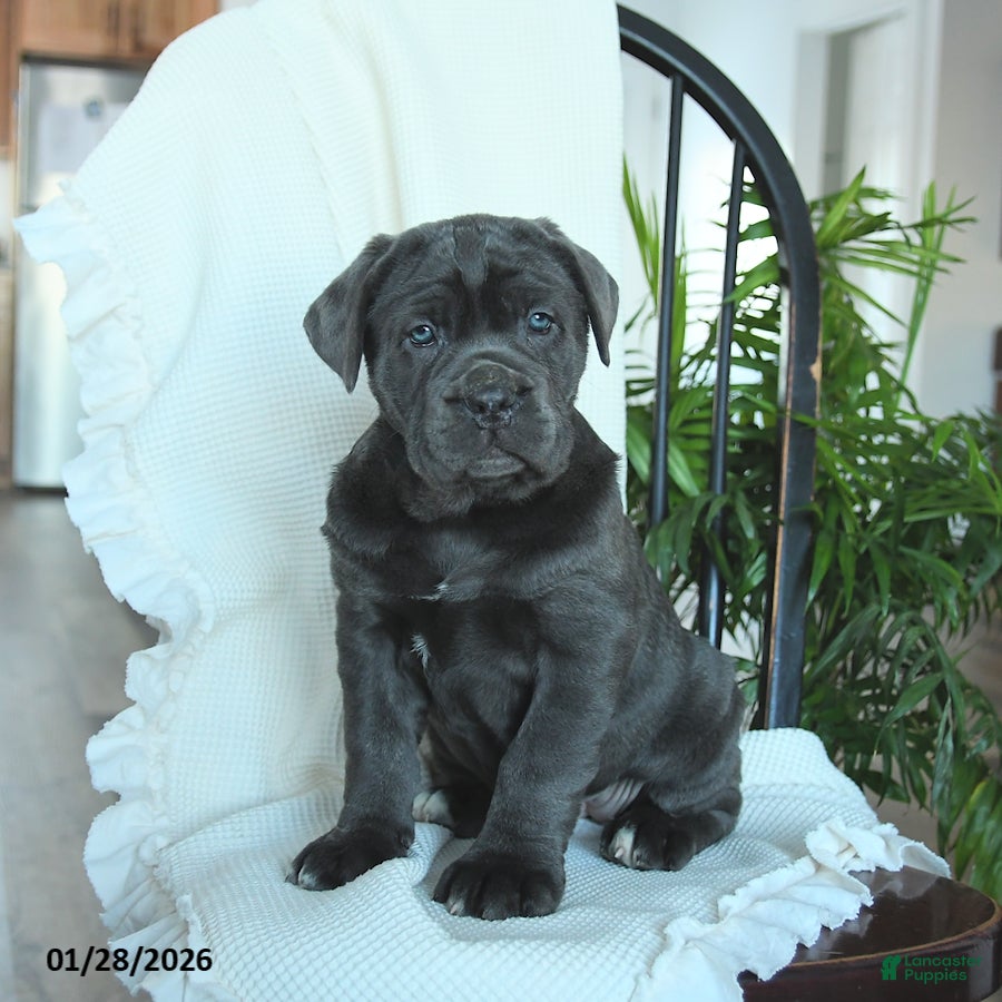 Cane Corso dogs Avalon - Ad 3