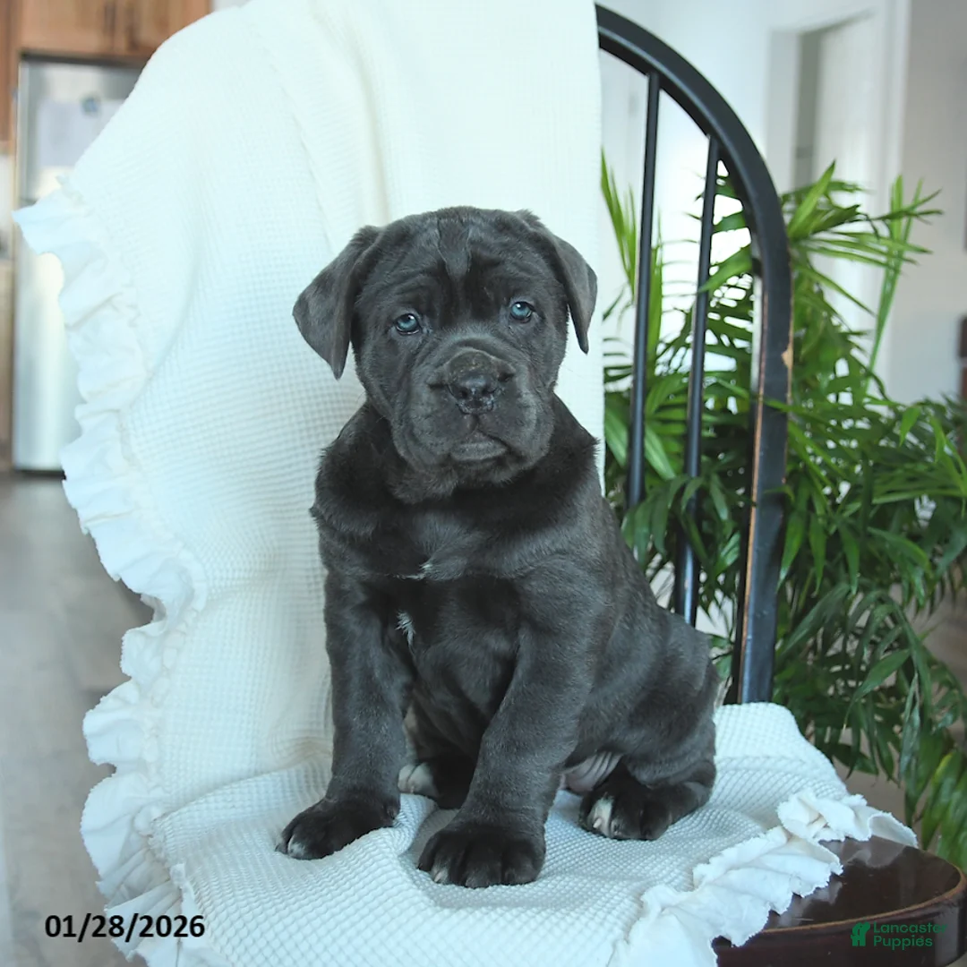 Cane Corso dogs for sale: Avalon - Ad 1