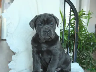 Cane Corso dogs Avalon - Ad 3