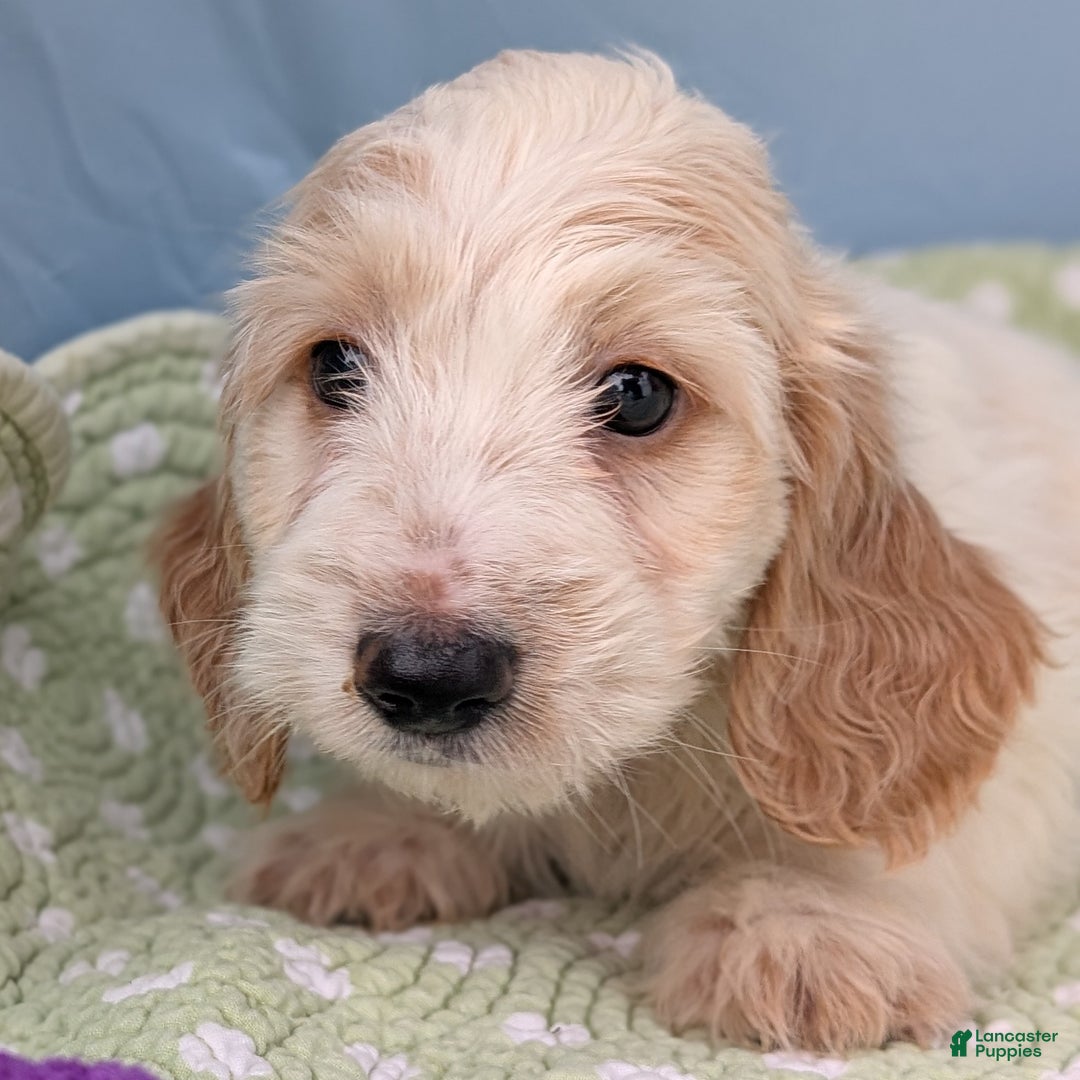 Miniature Dachshund dogs for sale: Bun Bun - Ad 6