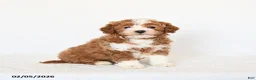 Miniature Poodle dogs for sale: Happy - Ad 1