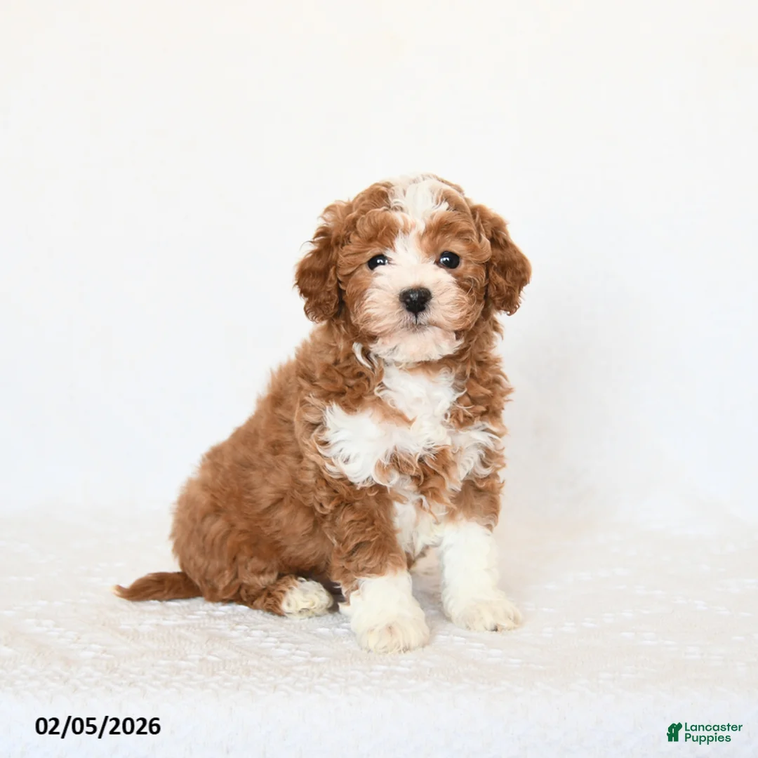 Miniature Poodle dogs for sale: Happy - Ad 1