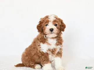 Miniature Poodle dogs Happy - Ad 2