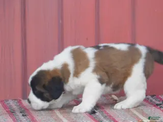 Saint Bernard dogs for sale: Rigal - Ad 4