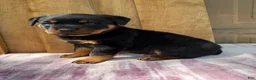 Rottweiler dogs for sale: Fritz - Ad 4