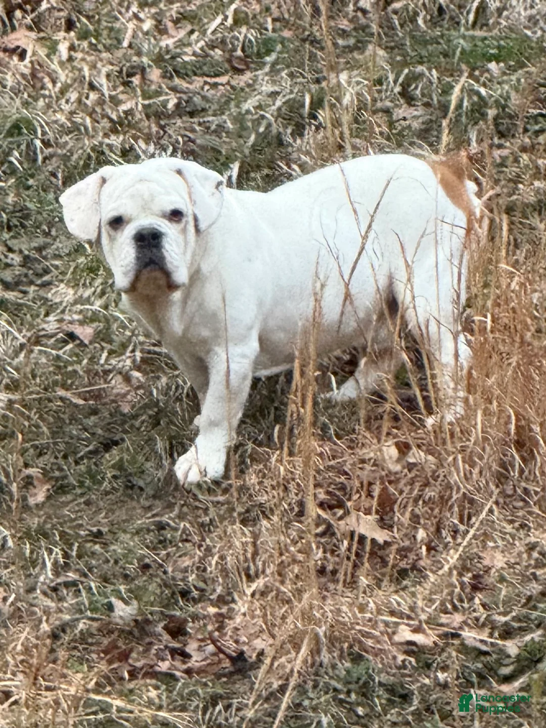 Beabull dogs for sale: Beabull Puppy 1 - Ad 2