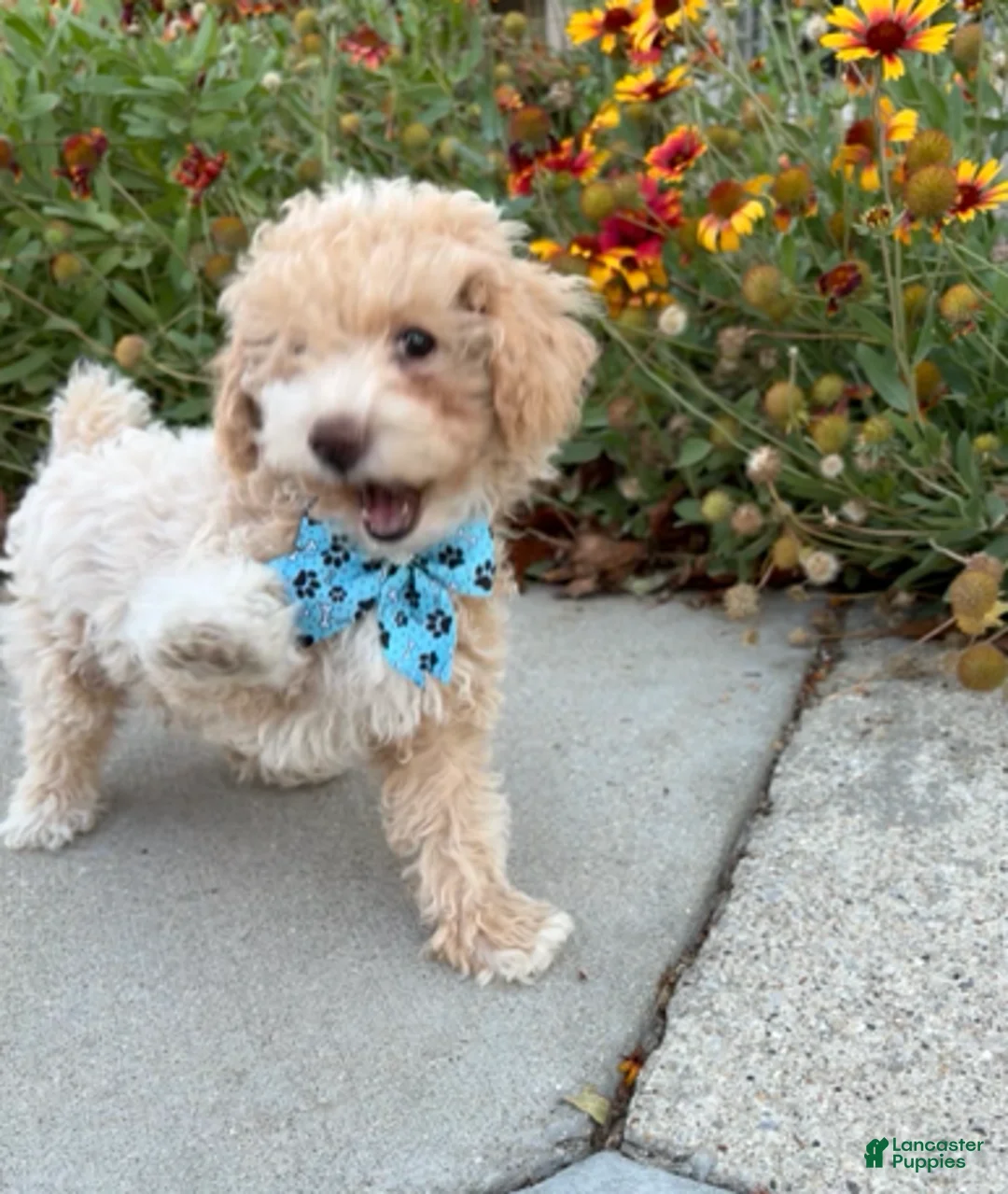 Miniature Poodle dogs for sale: Tippy - Ad 2