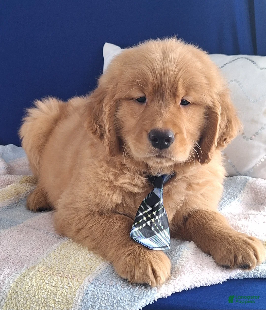 Golden Retriever dogs for sale: Winston - Ad 3