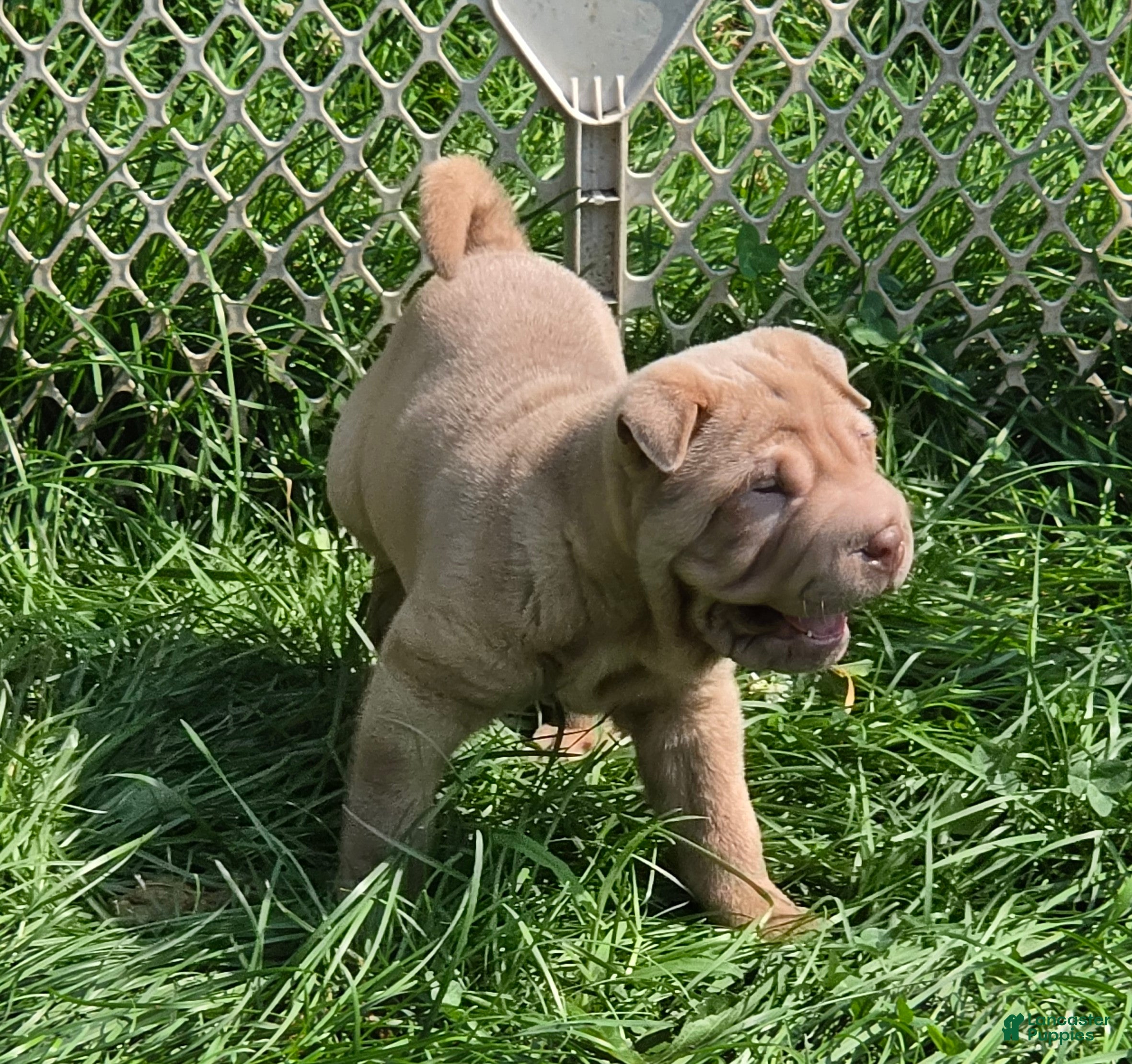 Shar Pei dogs Larry  - Ad 1