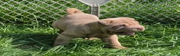 Shar Pei dogs for sale: Larry  - Ad 1