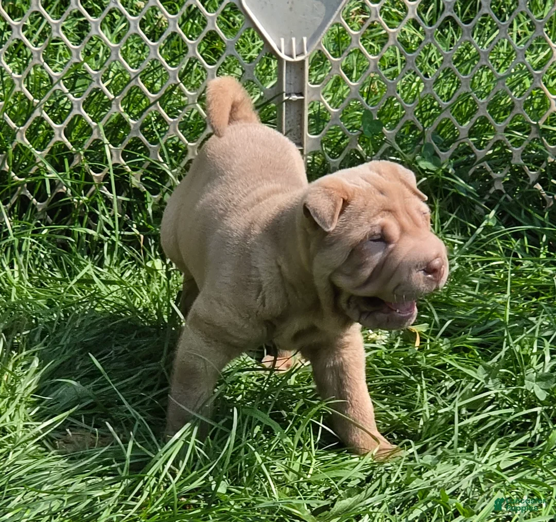 Shar Pei dogs for sale: Larry  - Ad 1
