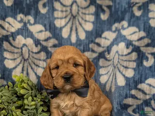 Cockapoo dogs Donnally - Ad 33