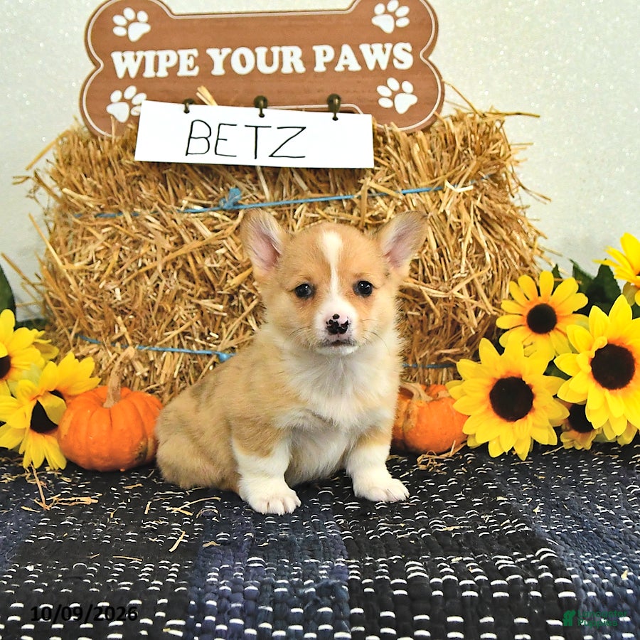 Welsh Corgi Pembroke dogs Betz - Ad 2