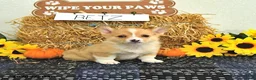 Welsh Corgi Pembroke dogs for sale: Betz - Ad 2