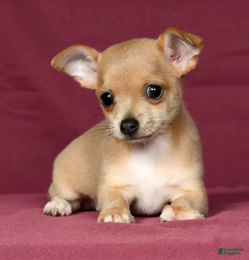 Gallery Image {{count}}