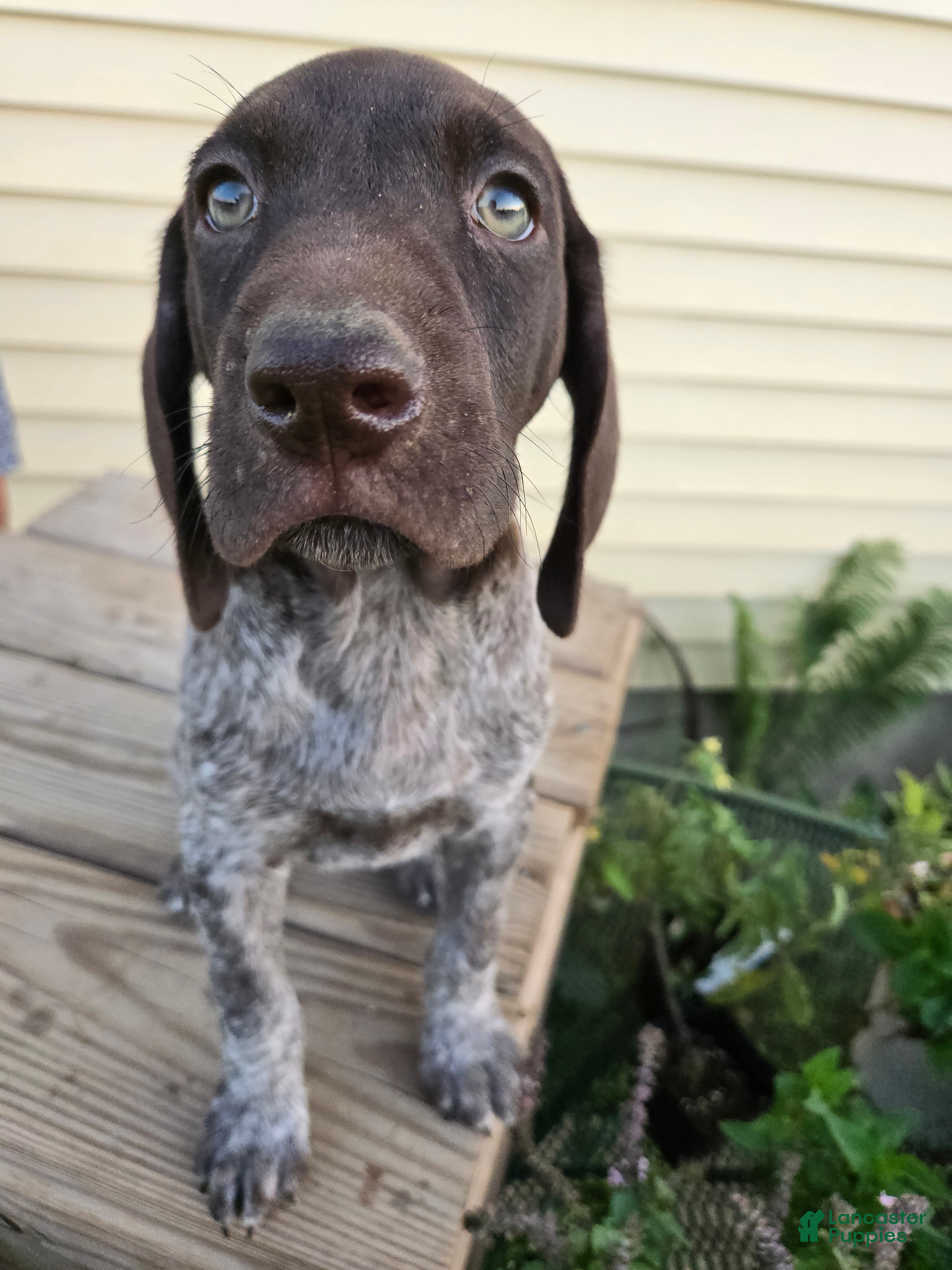 German Shorthaired Pointer dogs Orion - Ad 2