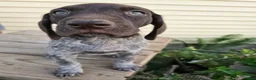 German Shorthaired Pointer dogs for sale: Orion - Ad 2