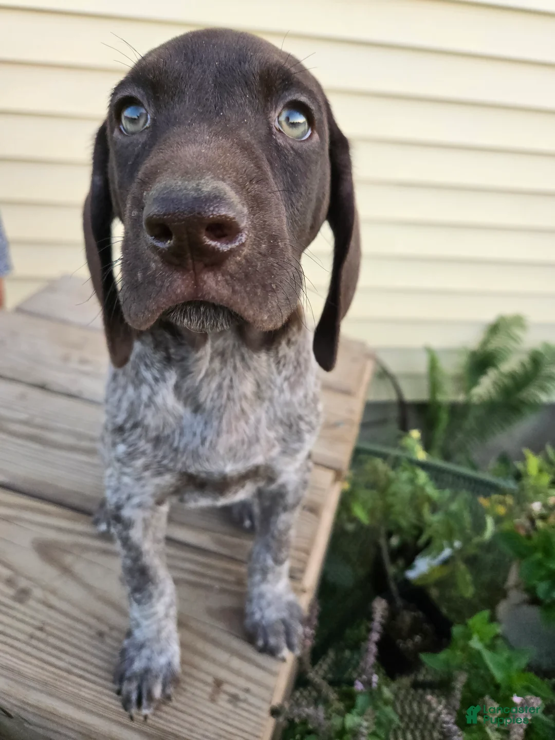 German Shorthaired Pointer dogs for sale: Orion - Ad 2