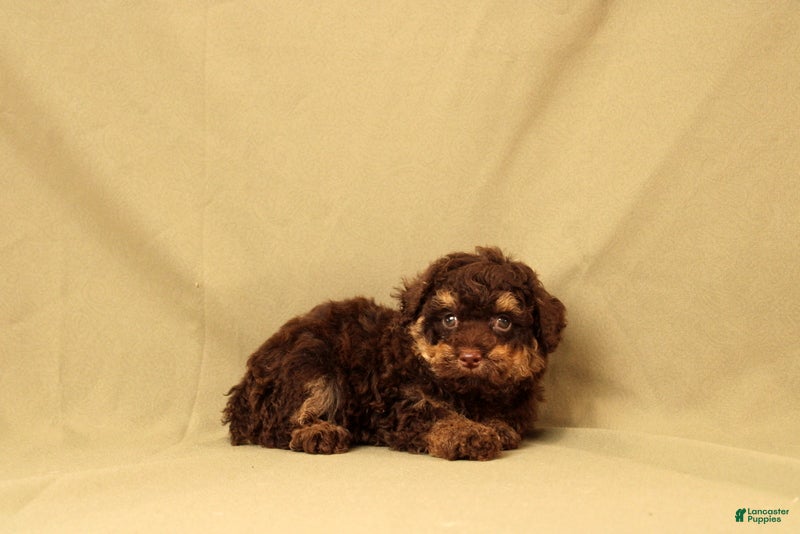 Toy Poodle dogs Randy - Ad 1
