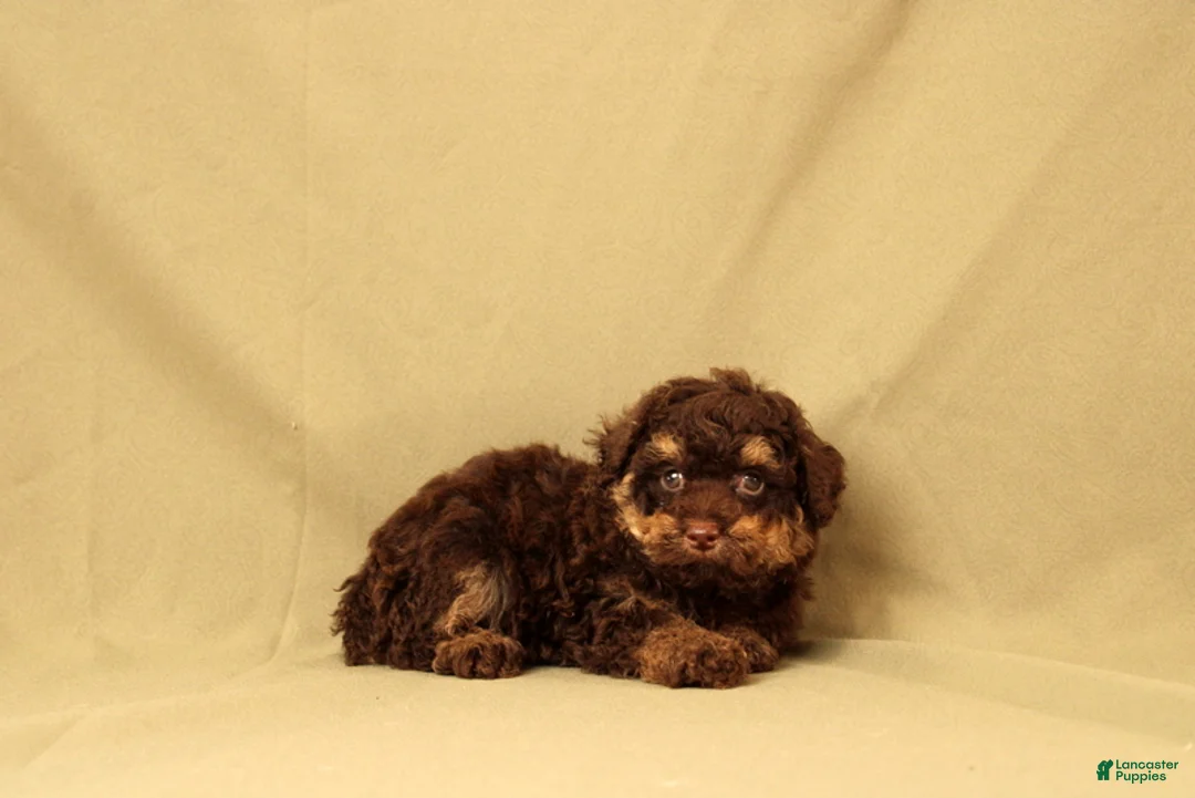 Toy Poodle dogs for sale: Randy - Ad 1