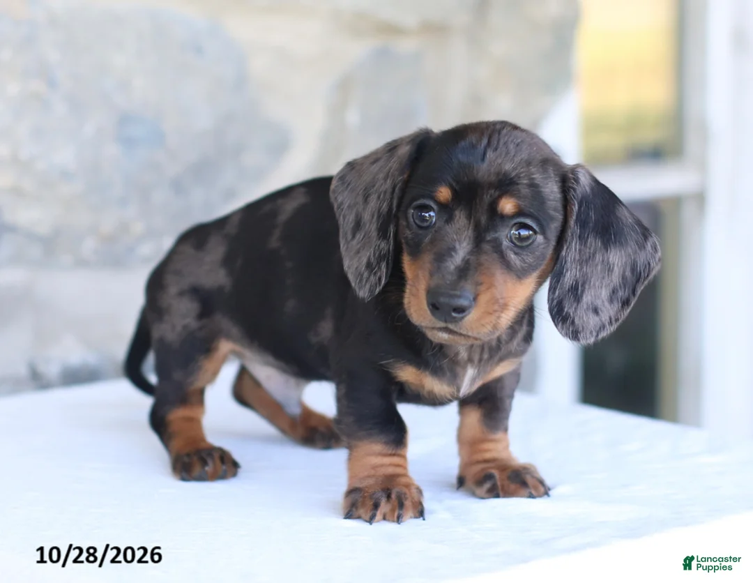 Dachshund dogs for sale: Elvis - Ad 4