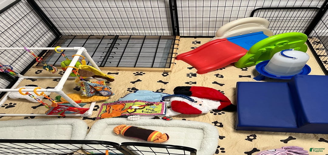 Gallery Image {{count}}