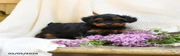 Yorkshire Terrier dogs for sale: Trew - Ad 3