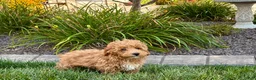 Maltipoo dogs for sale: Maltipoo 2 - Ad 4