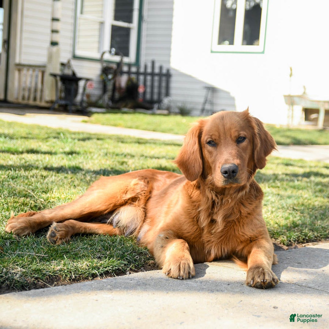 Goldendoodle dogs for sale: Randy - Ad 4