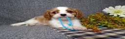 Cavalier King Charles Spaniel dogs for sale: Blake - Ad 5