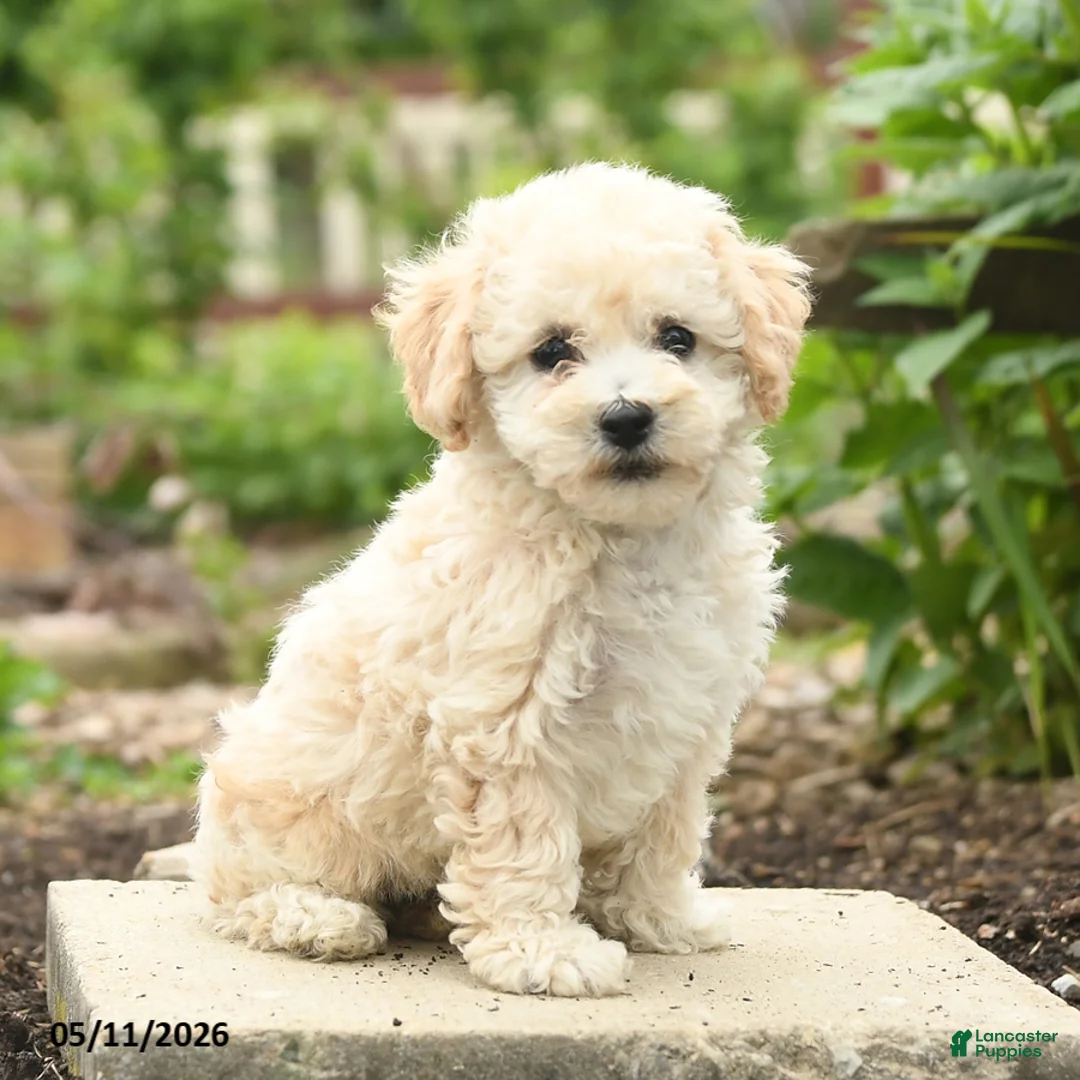 Bichpoo dogs for sale: Verona - Ad 1