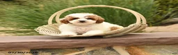 Toy Poodle dogs for sale: Marley - Ad 1