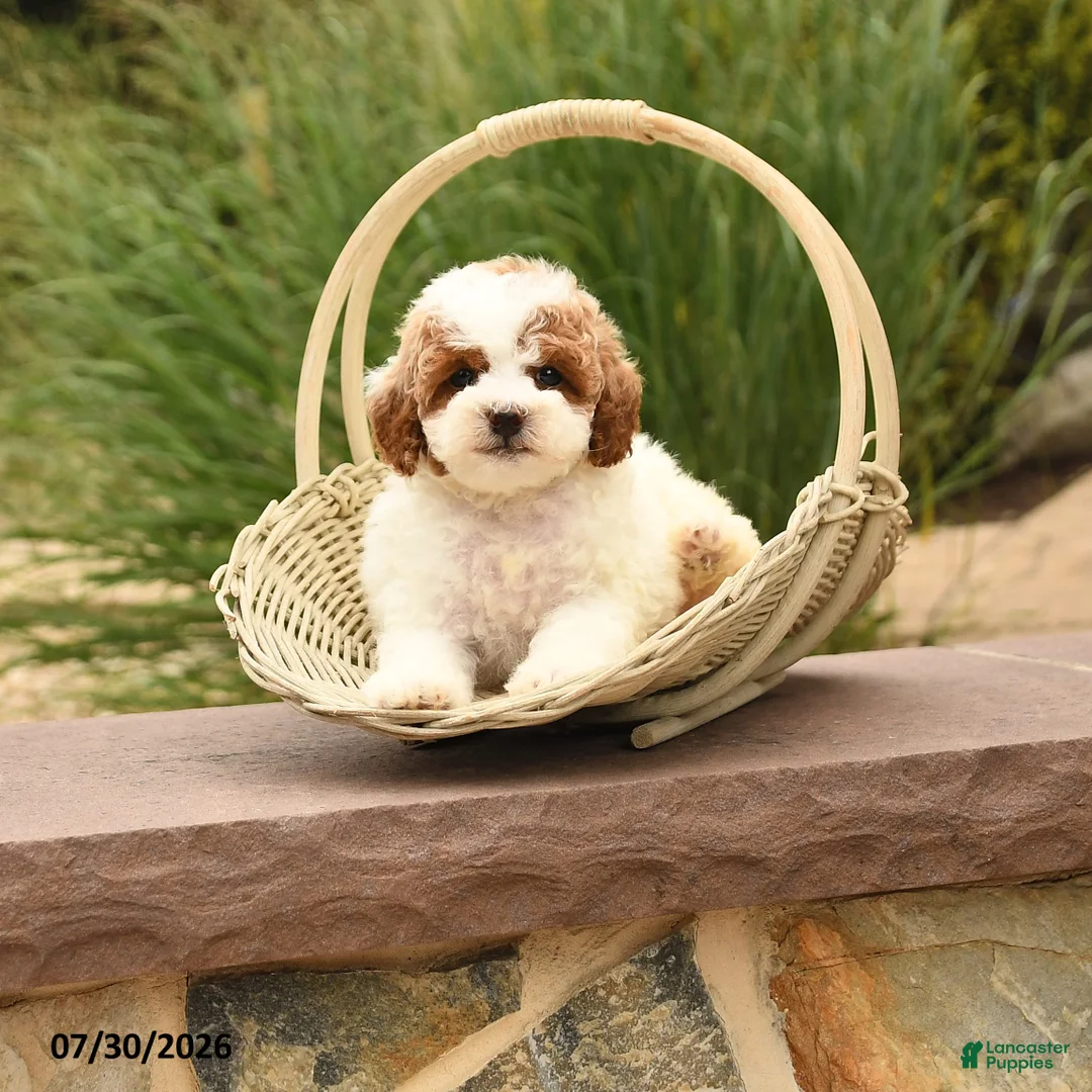 Toy Poodle dogs for sale: Marley - Ad 1