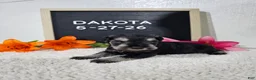 Miniature Schnauzer dogs for sale: Dakota - Ad 8